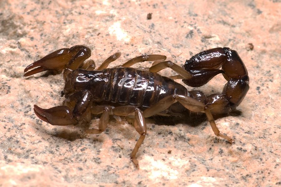 Scorpion
