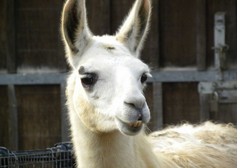 Llama