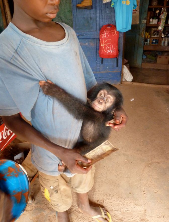 Baby chimp