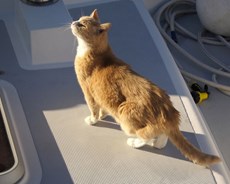 How to successfully move house with a cat in tow