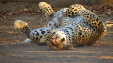 How to spot an ethical safari company
