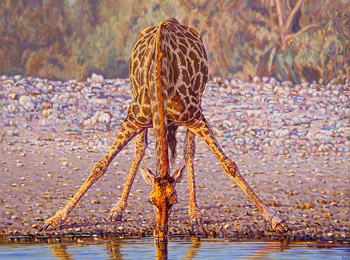 Giraffe