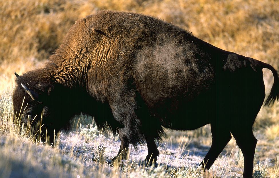 Bison